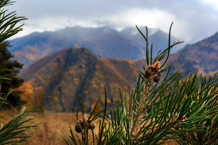 autumn in the mountains. cones on a pine tree on a background of autumn mountains and cloudy sky. green, yellow and blue. Soft landscapeの写真素材