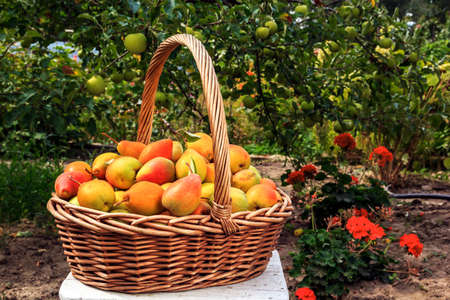Healthy organic pears in a basket. The collected ecologically pure crop of pears in the orchardの写真素材