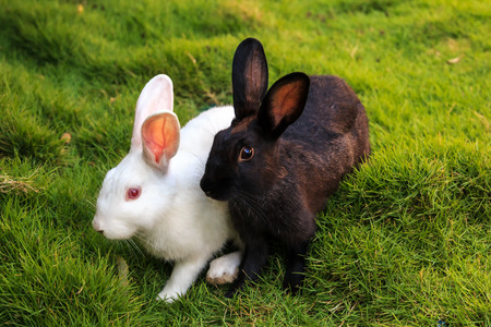 white and black rabbits on the grass. closeupの写真素材