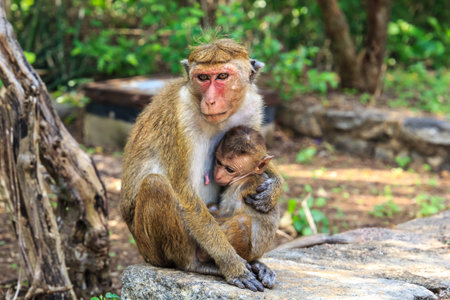 A female monkey with its baby sitting on a stones on a sunny day
