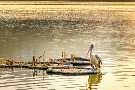 Pelican sits on the water in the rays of the setting sunの写真素材