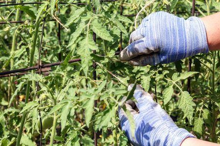 Gardener's hands tie up young tomato plants with flowers to the iron pillarsの写真素材