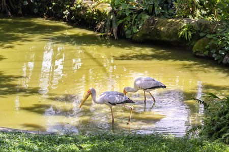Pair of yellow-billed storks are on the river in search of prey. Copy spaceの写真素材