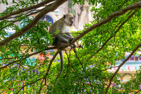 Macaque monkey sitting in the branches of a tree with a hedgehog on a background of a Hindu temple
