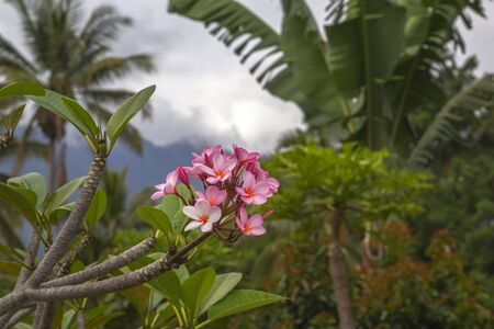 Red tropical flower on a background of palm trees and sky with clouds. Close-upの写真素材