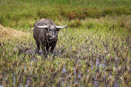 Huge working buffalo grazes in a mown rice fieldの写真素材