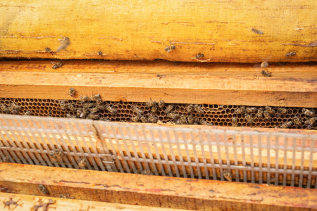 Bee colony on combs with honey inside the hive.の写真素材