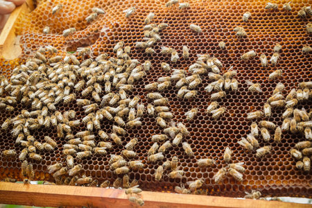 Worker bees on honeycombs in beehives in an apiary. Frame with honeycomb close-up, view of working...