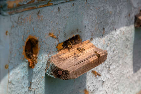 Honey bees in front of the hive entrance. Close-upの写真素材