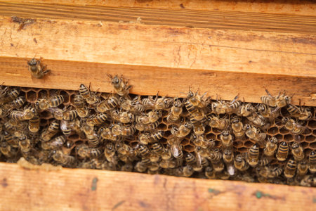 Bee colony on combs with honey inside the hive. Close-up
