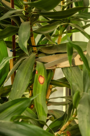 Women's hands cut diseased leaves with scissors from a Dracaena plant standing on a windowsill. close-upの写真素材