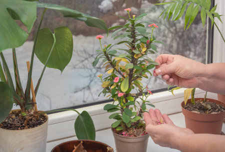 Women's hands cut off withered leaves and flowers from the plant euphorbia milii standing on the windowsill in the house against the backdrop of a snowy streetの写真素材