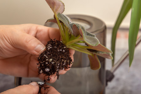 Cleaning off the old roots of the violet bush before planting in a new pot. close-up