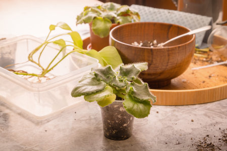 Preparing to transplant a violet bush (saintpaulia) into a flower pot. close-up