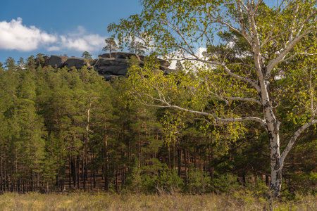 Lonely birch tree against the backdrop of a pine forest, a high rock and a blue sky with clouds on a sunny dayの写真素材