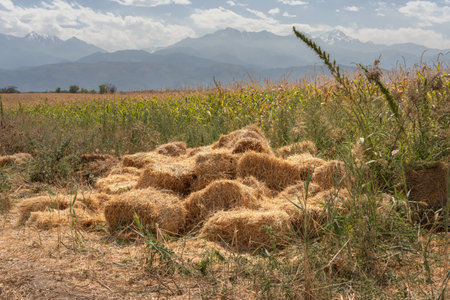 Broken haystacks against the background of a corn field and mountainsの写真素材