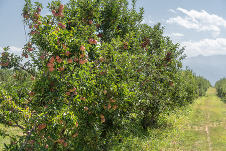 Apple trees with a harvest of apples in the garden against the blue skyの写真素材