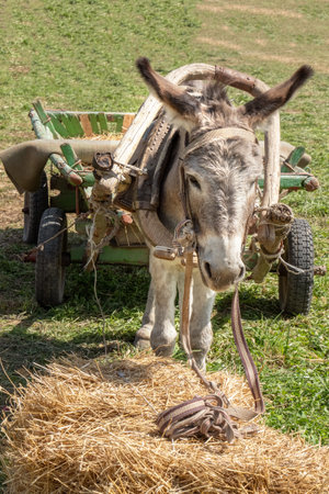 Donkey harnessed to an old wooden cart stands in front of a sheaf of hayの写真素材