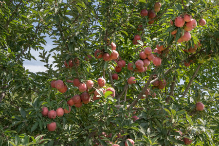 Red apples ripen on tree branches in the gardenの写真素材
