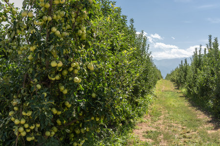 Apple trees with a harvest of apples in the garden against the blue skyの写真素材