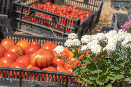 White chrysanthemums against a background of red tomatoes in a plastic box. Harvest Festivalの写真素材