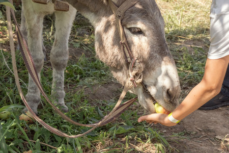 Donkey in a harness takes an apple from a man's hands with his lips. Close-upの写真素材