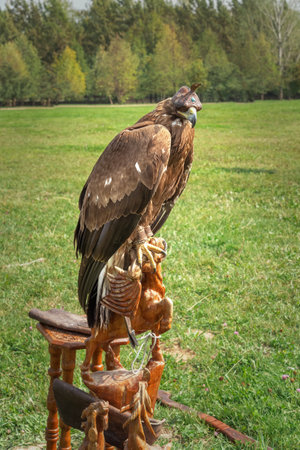 Saker falcon (Falco cherrug) with a special cap on its head sits on a wooden stand awaiting the hunt. Close-upの写真素材