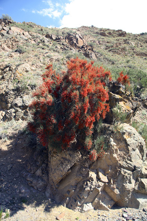 Ephedra Horsetail. Mountains. Beautiful views of the mountains, valleys and pastures. Alpine meadows in summerの写真素材