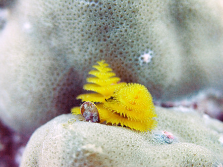 coral reefの写真素材