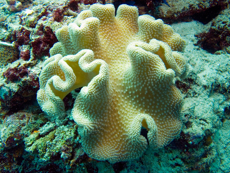 Coral polyp macroの写真素材