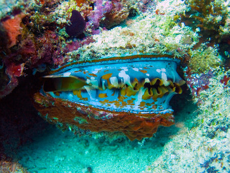 coral reef