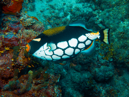 Clown triggerfish at the coral reef of the Andaman Seaの写真素材