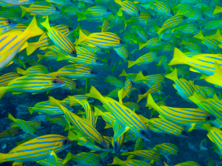 Kashmiri lucian at Andaman seaの写真素材