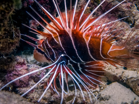 Lionfish macro. Night colors