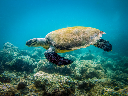 Sea turtle. Marine life at coral reef and its ecosystem. Diving and exploring at Maldivian archipelago.の写真素材