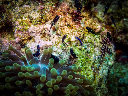 Anemone and small fishes. Macro photographyの写真素材