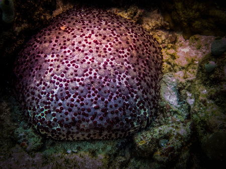 Large coral polyp