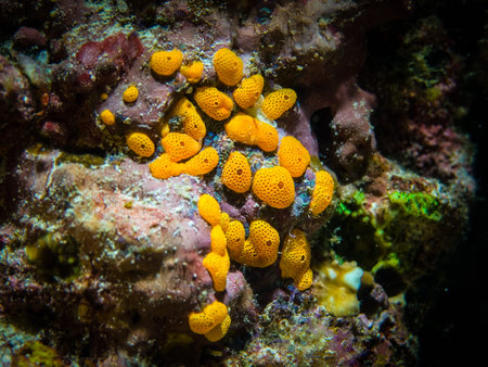 Yellow Coral polyp on rock