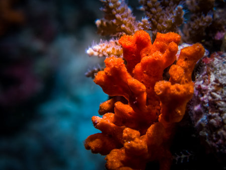 Red coral macro. Coral at night.の写真素材