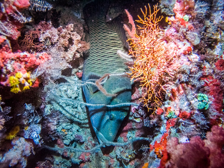 A big napoleon fish on the nest in corals. Marine life at coral reef and its ecosystem. Diving and exploring at Maldivian archipelago.の写真素材