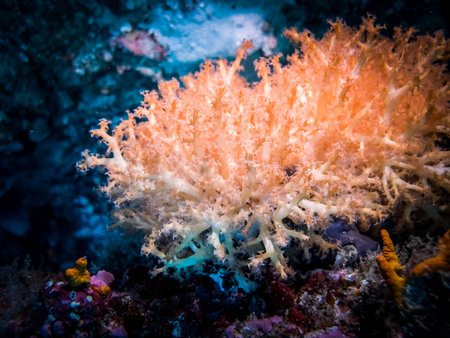 Young coral polyp. Usually during the day, the polyps contract, and at night stretch and spread the...