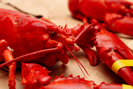 A big red lobster close up. Side viewの写真素材