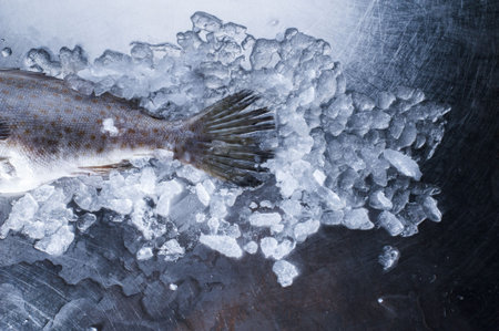 a luxury seafood on steel table and decorated with ice