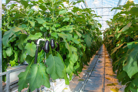 Eggplant in a greenhouse on a hydroponic system with drip irrigation.の写真素材