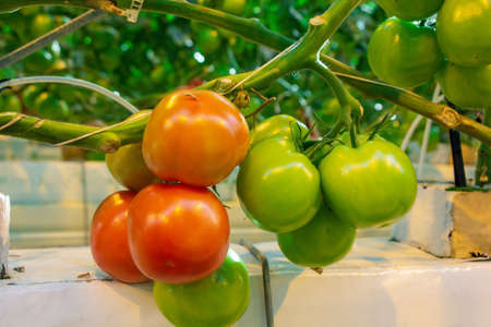 Tomatoes in a greenhouse on a hydroponic system with drip irrigationの写真素材