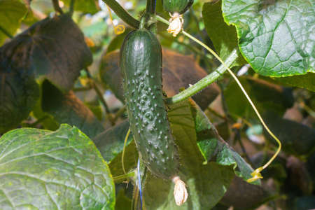 Cucumber in a greenhouse on a hydroponic system with drip irrigationの写真素材