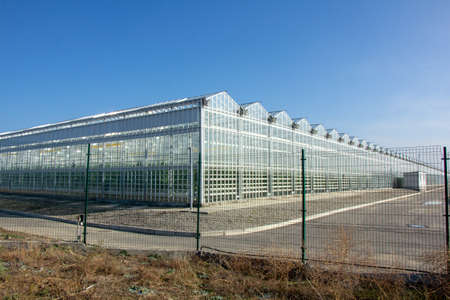 Cucumber in a greenhouse on a hydroponic system with drip irrigationの写真素材