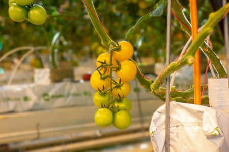 Tomatoes in a greenhouse on a hydroponic system with drip irrigationの写真素材