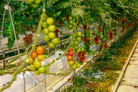 Tomatoes in a greenhouse on a hydroponic system with drip irrigationの写真素材