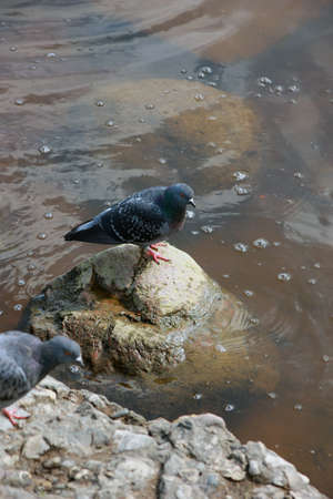 Pigeon is sitting on a pebble surronded by water by the riverの写真素材